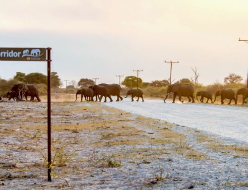 A Craft Brewery in Botswana Saves Elephants One Pint at a Time