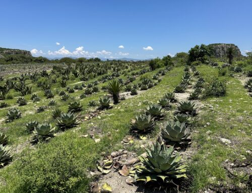 Capitalism, Celebrity, and the Death of Mezcal