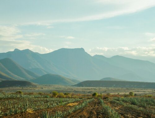 Why Support Artisanal Mezcal and Five Bottles to Start Your Collection